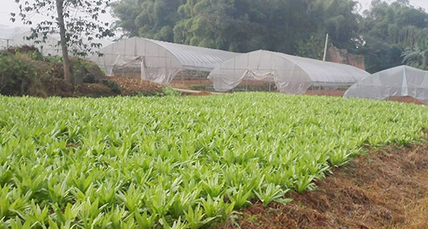 重慶農(nóng)家樂(lè)_重慶家禽配送_重慶蔬菜配送_重慶小龍蝦垂釣